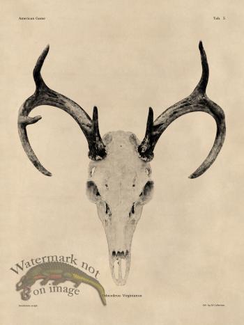 Tan Bones 05 White Tail